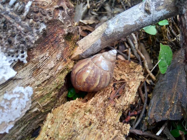 Šnek Achatina Fulica Přírodě Skrývá Svém Krunýři — Stock fotografie