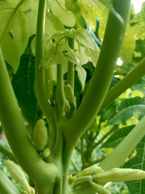 Endonezya 'da bir ağaçta papaya çiçeği ve tomurcuğu. Papaya yıl boyunca Endonezya 'da yaygın olarak yetişen tropikal meyvelerden biridir..