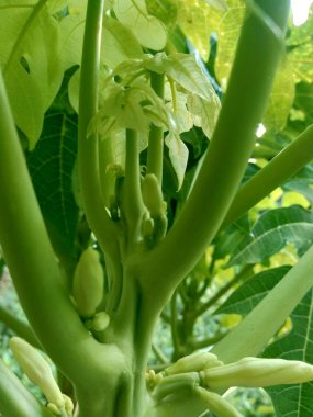 Endonezya 'da bir ağaçta papaya çiçeği ve tomurcuğu. Papaya yıl boyunca Endonezya 'da yaygın olarak yetişen tropikal meyvelerden biridir..