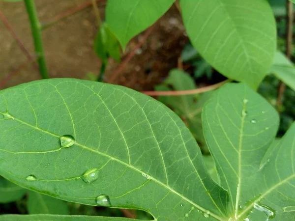 Grüner Maniok Manihot Esculenta Blatt Natürlicher Hintergrund Tropisches Blatt Hintergrund — Stockfoto