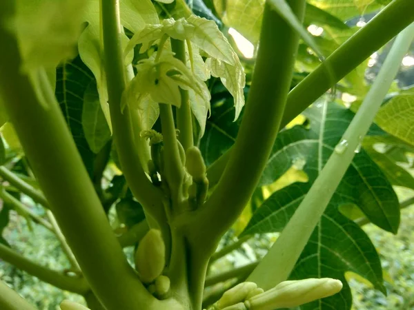 Gros Plan Papaye Bourgeon Sur Arbre Indonésie Papaye Est Des — Photo