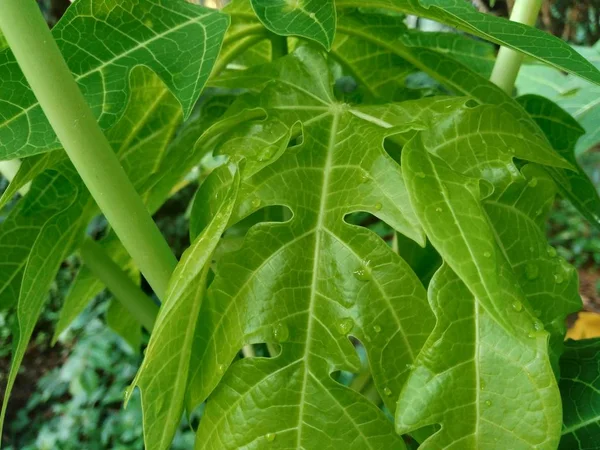 Hojas Papaya Verde Carica Papaya Naturaleza Backgorund — Foto de Stock