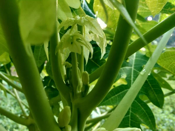 Closeup Papaya Flower Bud Tree Indonesia Papaya One Tropical Fruits — 스톡 사진