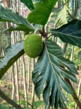 Ağaçta asılı duran Artocarpus camansi (kluwih)