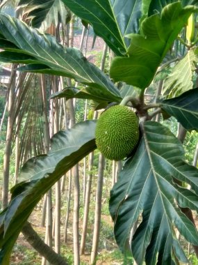 Ağaçta asılı duran Artocarpus camansi (kluwih)