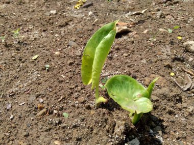 Genç taro (Colocasia esculenta L.) yerde büyümeye başlar.
