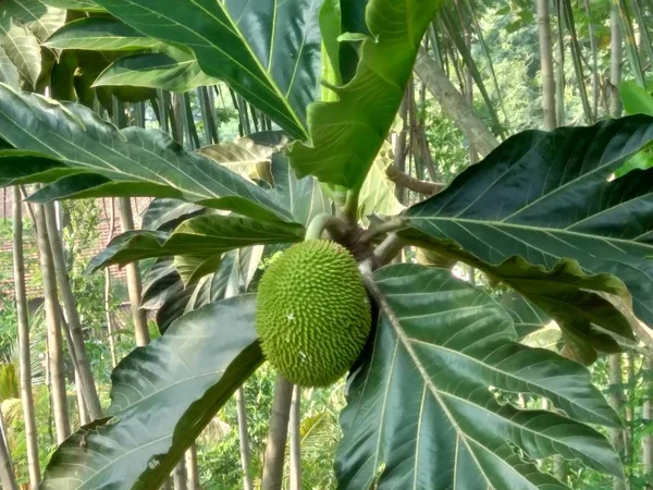 Artocarpus Camansi Kluwih Visící Stromě — Stock fotografie