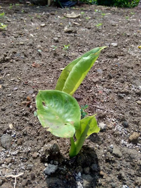 Jonge Taro Colocasia Esculenta Groeien Grond — Stockfoto