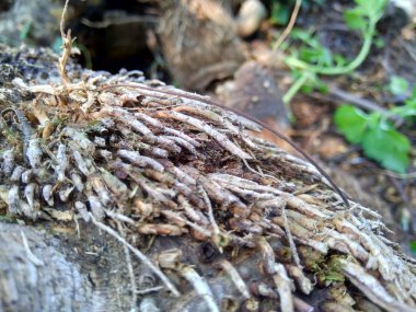 Bambu hörgücü ve bambu köklerini arka plan ya da duvar kağıdı olarak kullanmak için doğada kapatın.