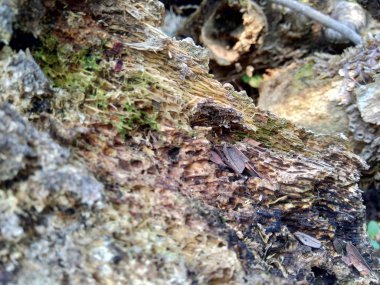 Bambu hörgücü ve bambu köklerini arka plan ya da duvar kağıdı olarak kullanmak için doğada kapatın.