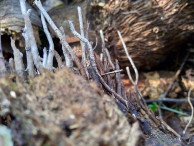 Bambu hörgücü ve bambu köklerini arka plan ya da duvar kağıdı olarak kullanmak için doğada kapatın.