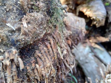 Bambu hörgücü ve bambu köklerini arka plan ya da duvar kağıdı olarak kullanmak için doğada kapatın.