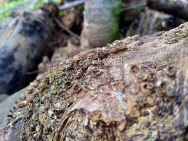 Bambu hörgücü ve bambu köklerini arka plan ya da duvar kağıdı olarak kullanmak için doğada kapatın.