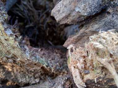 Bambu hörgücü ve bambu köklerini arka plan ya da duvar kağıdı olarak kullanmak için doğada kapatın.