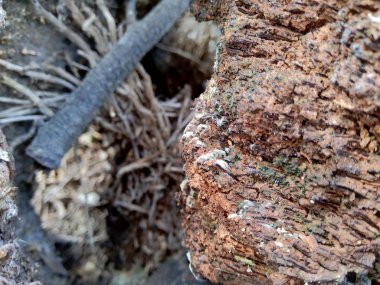 Bambu hörgücü ve bambu köklerini arka plan ya da duvar kağıdı olarak kullanmak için doğada kapatın.