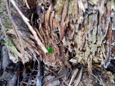 Bambu hörgücü ve bambu köklerini arka plan ya da duvar kağıdı olarak kullanmak için doğada kapatın.