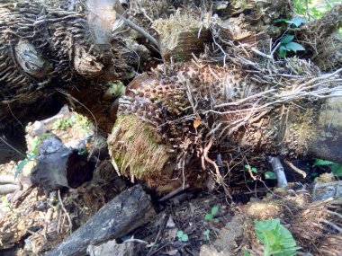 Bambu hörgücü ve bambu köklerini arka plan ya da duvar kağıdı olarak kullanmak için doğada kapatın.