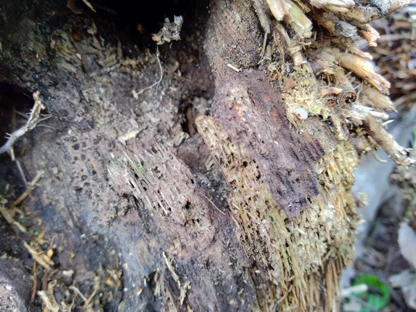 背景や壁紙として使用するために 自然の中で竹や竹の根の閉鎖 — ストック写真