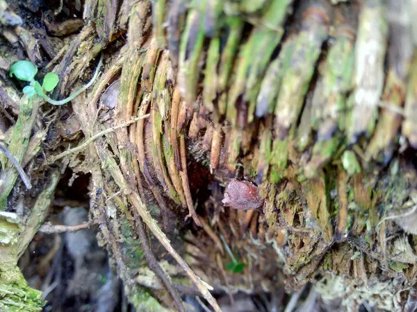 Primer Plano Las Jorobas Bambú Raíces Bambú Naturaleza Para Usar — Foto de Stock