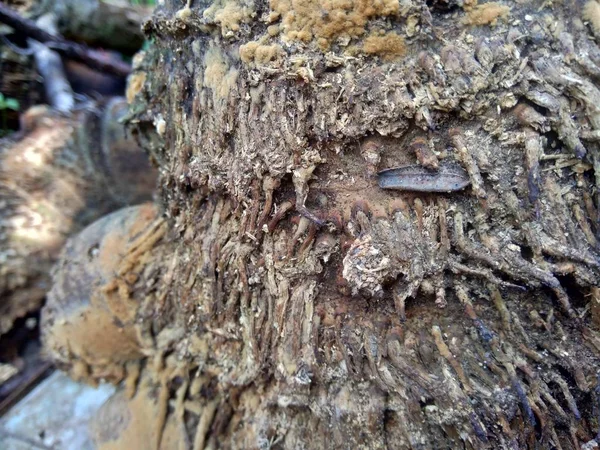 Närbild Bambu Pucklar Och Bambu Rötter Naturen För Att Använda — Stockfoto