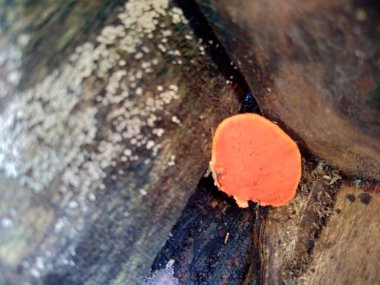 Ganoderma, ağaç gövdesinde bulunan Ganodermataceae familyasından bir polipore mantar cinsidir..