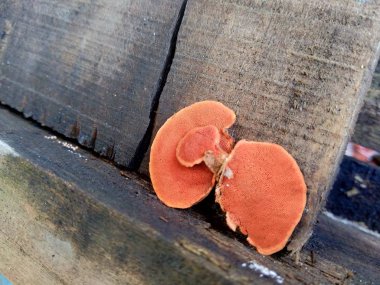 Ganoderma, ağaç gövdesinde bulunan Ganodermataceae familyasından bir polipore mantar cinsidir..