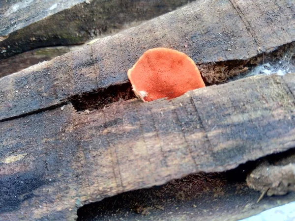 Ganoderma, ağaç gövdesinde bulunan Ganodermataceae familyasından bir polipore mantar cinsidir..