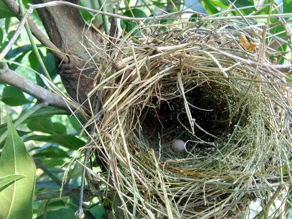 Les Pinsons Ostrildidés Nichent Oeuf Sur Branche Avec Des Feuilles — Photo