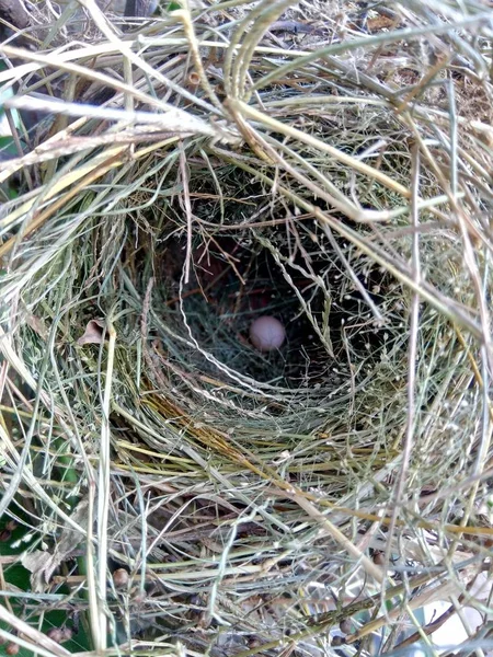 Estrildid Зяблики Гнездо Яйцо Ветке Листьями Фона — стоковое фото