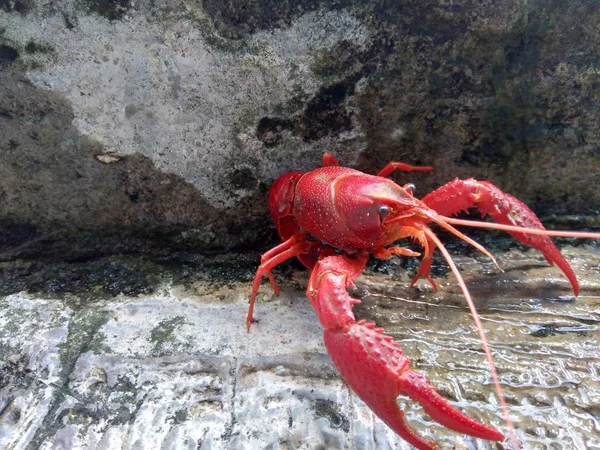 Red Lobster Nature Background — Stock Photo, Image