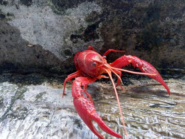 Lobster Merah Pada Latar Belakang Alam — Stok Foto