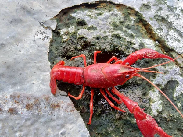 Lobster Merah Pada Latar Belakang Alam — Stok Foto