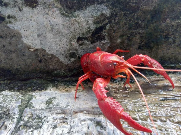 Lobster Merah Pada Latar Belakang Alam — Stok Foto