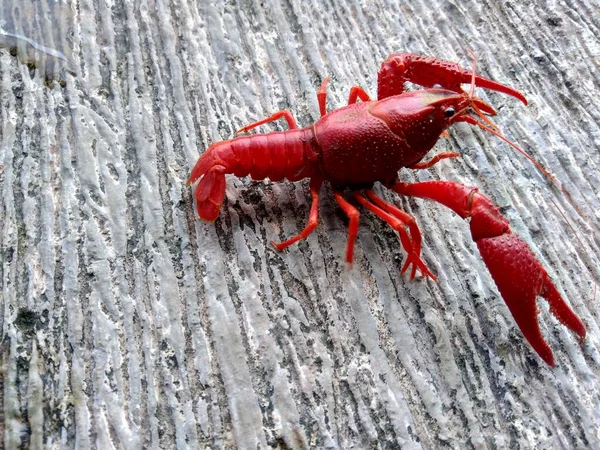 自然の背景にある赤いロブスター — ストック写真