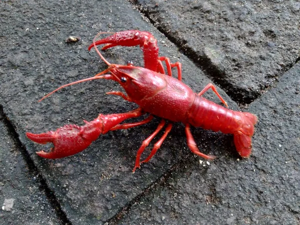 Lobster Merah Pada Latar Belakang Alam — Stok Foto