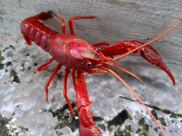 Lobster Merah Pada Latar Belakang Alam — Stok Foto