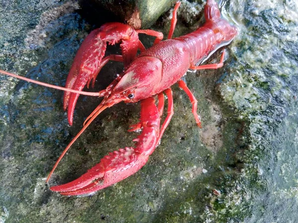 Lobster Merah Pada Latar Belakang Alam — Stok Foto