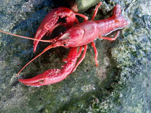 Lobster Merah Pada Latar Belakang Alam — Stok Foto