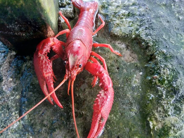 自然背景下的红龙虾 — 图库照片