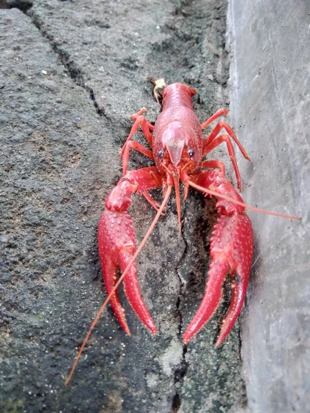 Homard Rouge Sur Fond Nature — Photo