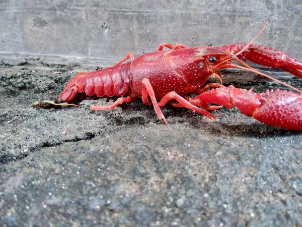 Lobster Merah Pada Latar Belakang Alam — Stok Foto