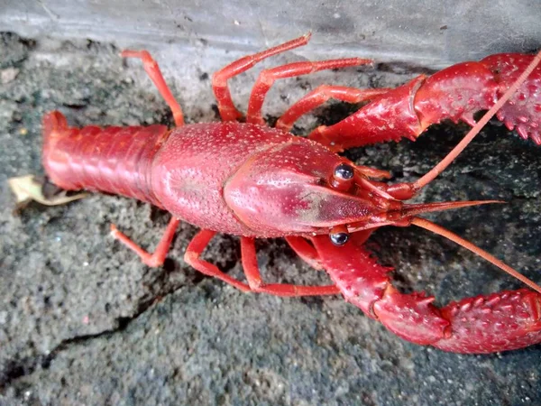 自然背景下的红龙虾 — 图库照片