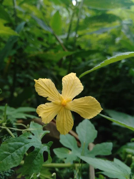自然の中で孤立した美しい黄色の花 — ストック写真