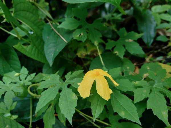 Isolated Beautiful Yellow Flower Natural Background — Stock Photo, Image