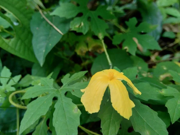 Isolado Bela Flor Amarela Fundo Natural — Fotografia de Stock
