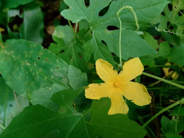 Изолированный Красивый Желтый Цветок Естественном Фоне — стоковое фото