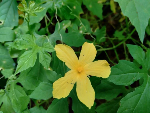 Isolado Bela Flor Amarela Fundo Natural — Fotografia de Stock