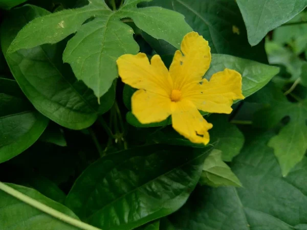 Elszigetelt Gyönyörű Sárga Virág Természetes Háttérben — Stock Fotó