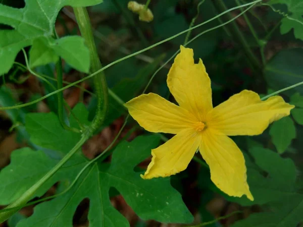 Isoliert Schöne Gelbe Blume Natürlichen Hintergrund — Stockfoto