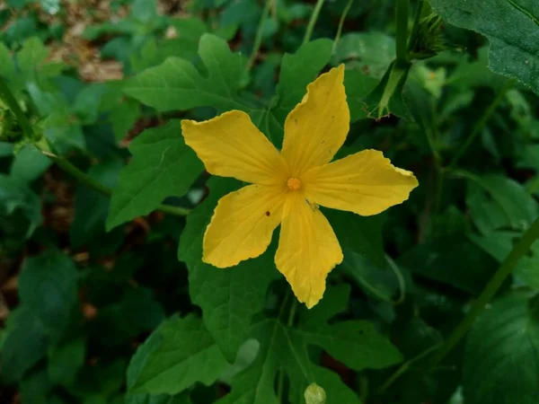 Izolované Krásné Žluté Květy Přírodním Pozadí — Stock fotografie
